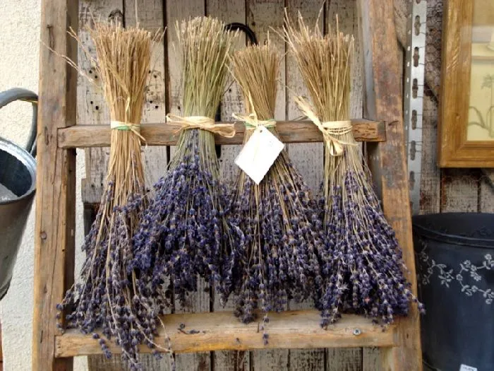 Lavender oil and its properties
