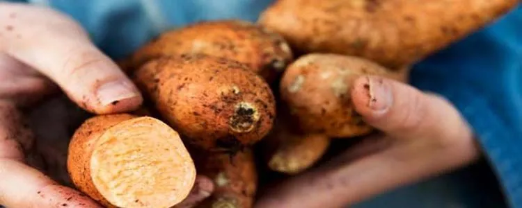 Sweet potato and beneficial properties