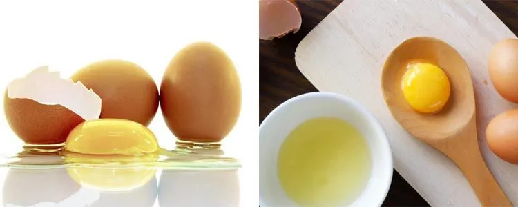 Origin of egg proteins