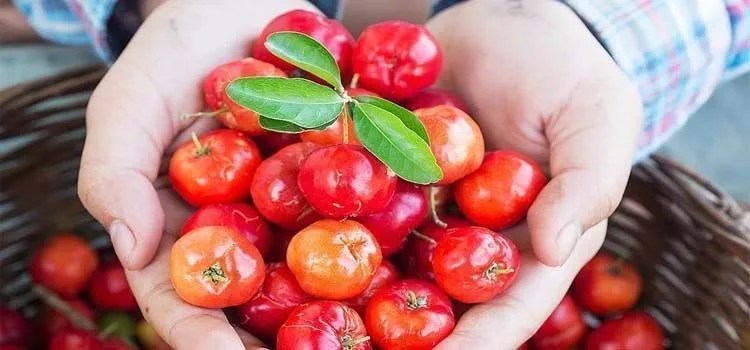 Fruits of red acerola