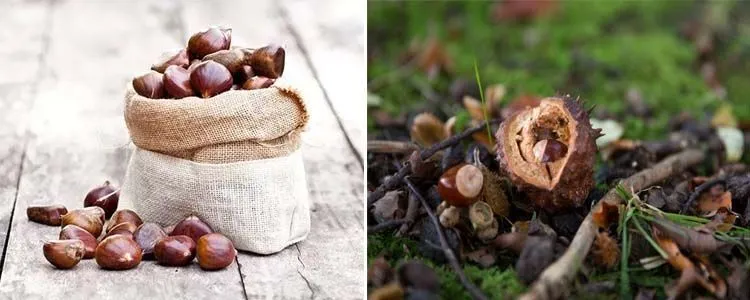 Beneficial properties of chestnuts