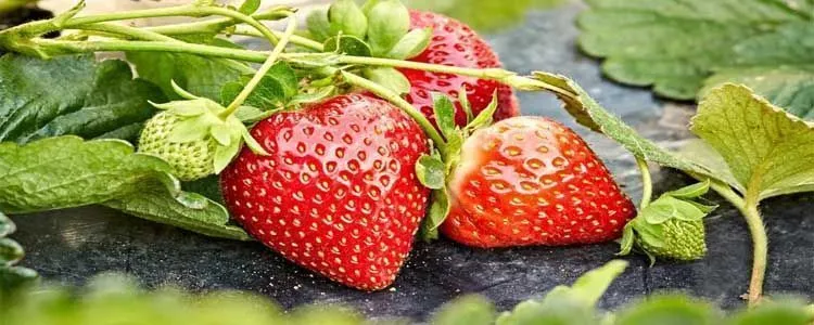 Properties of strawberry for health