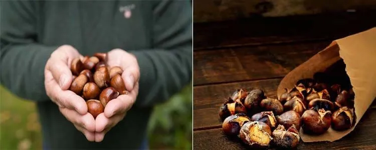 Properties of chestnuts to health