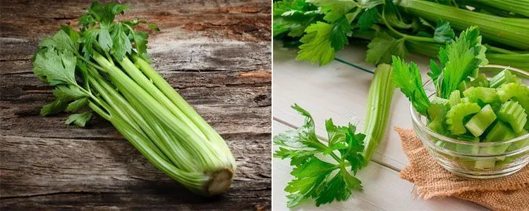 Properties and benefits of celery