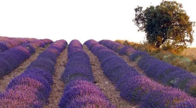 lavender and lavender field