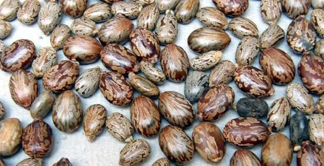 properties of castor oil and its seeds