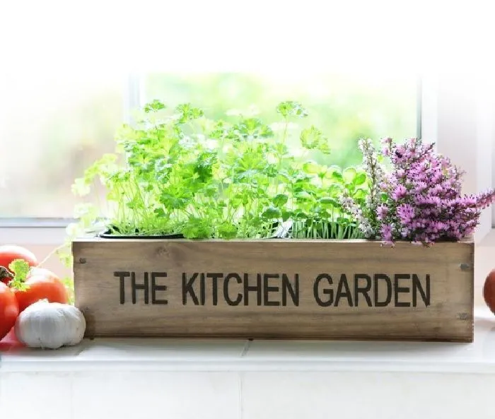 10 medicinal plants in the kitchen