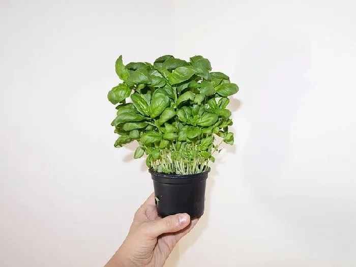 pot with basil aromatic plants