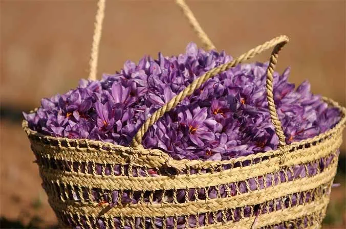 Basket with saffron flowers