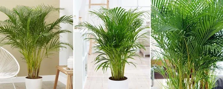 Dypsis lutescens to clean the air