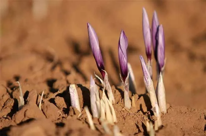 Growth and germination of saffron