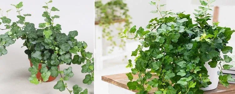 Common ivy air purifying plants