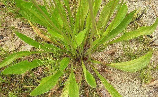 Plantago lanceolata leaves