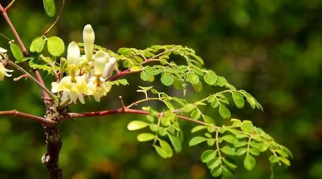 Cultivation of Moringa oleifera