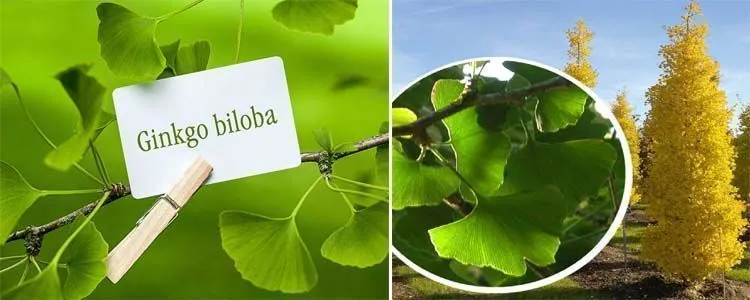 Use and properties of Ginkgo biloba