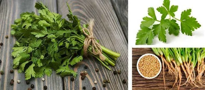 benefits and properties of cilantro