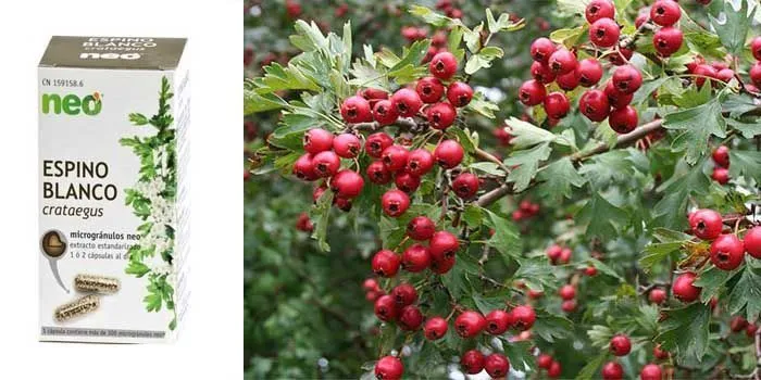 benefits and properties of hawthorn