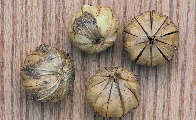 flax seed capsules