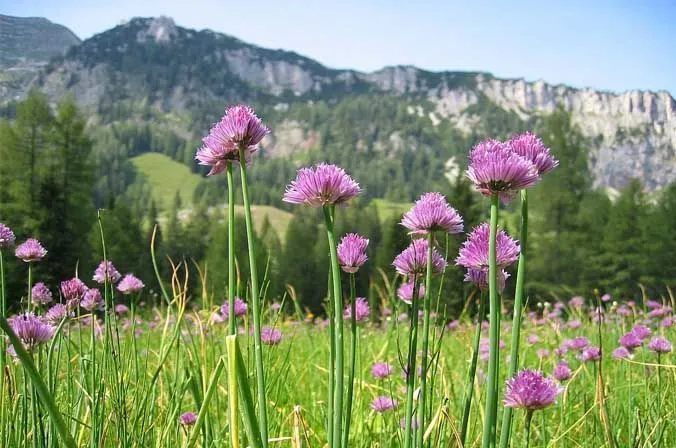 chives aromatic plant