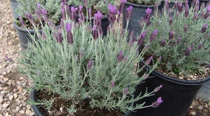 cultivation of cantueso or lavandula stoechas in pots