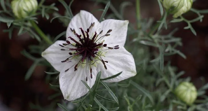 cultivation and properties of nigella sativa