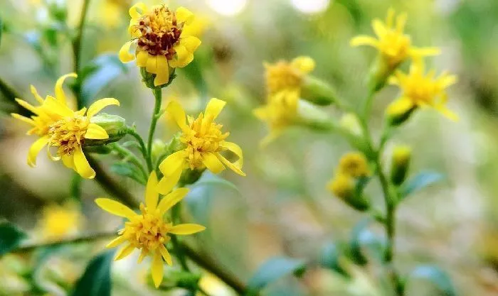 cultivation and properties of goldenrod
