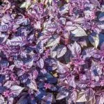 Benefits of Purple basil