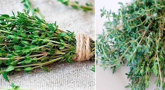 effects and properties of thyme