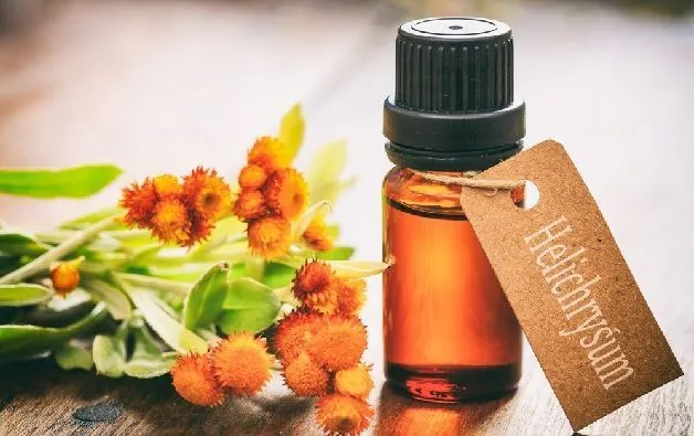 helichrysum extract and oil