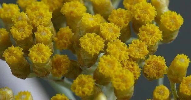 helichrysum flowers