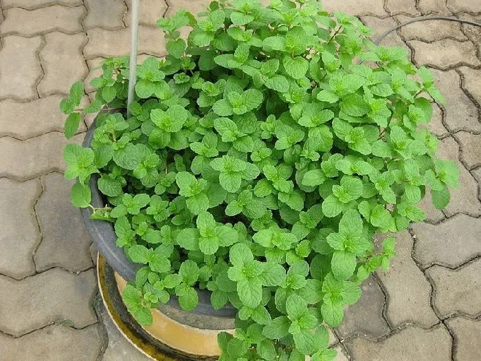 Pot with peppermint, aromatic plants