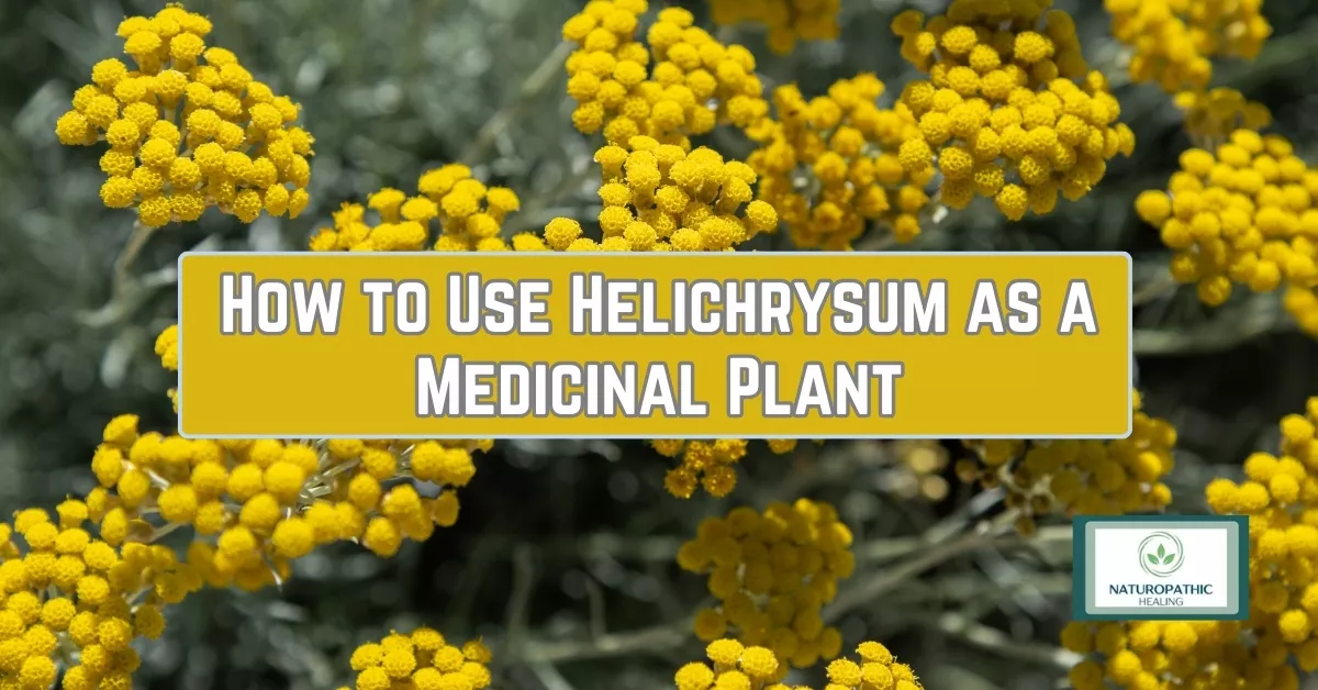 how to use helichrysum as a medicinal plant