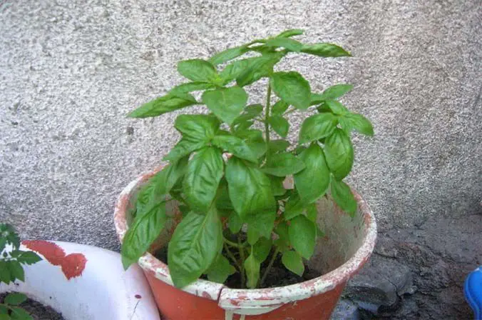 multiplication of plants such as basil