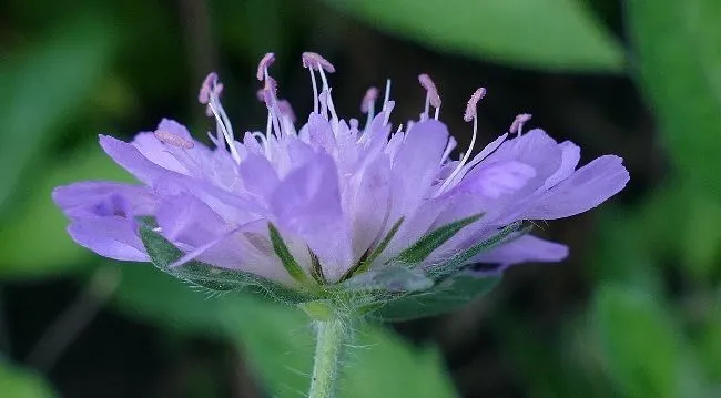 lilac flower of escabiosa