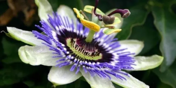 passionflower medicinal plant for good sleep