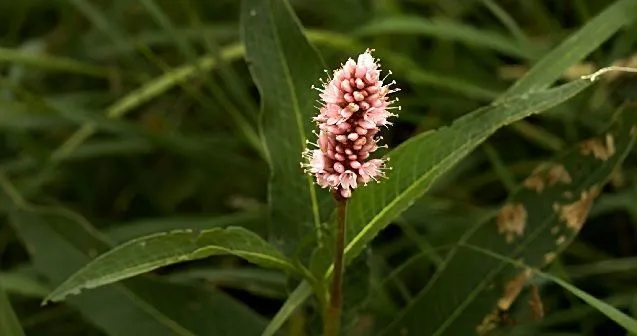 Bistorta plant flowering