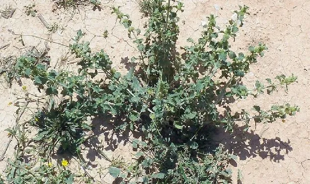 plant marrubium vulgare or horehound