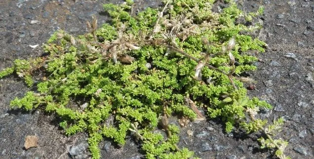 medicinal plant herniaria glabra