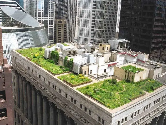 aromatic plants on the roofs of buildings