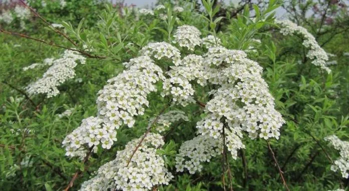 medicinal plants ulmaria (Filipendula ulmaria)