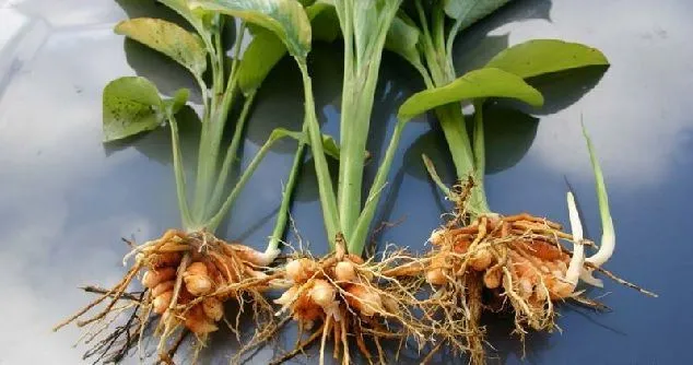 properties of curcuma and its roots