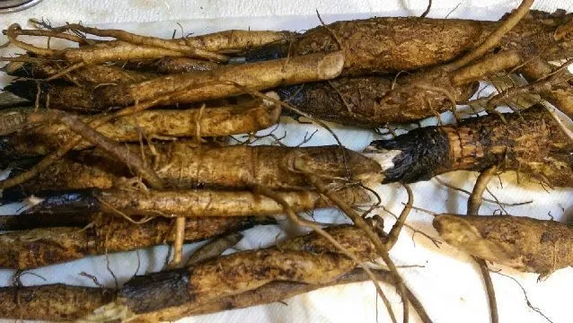 burdock roots