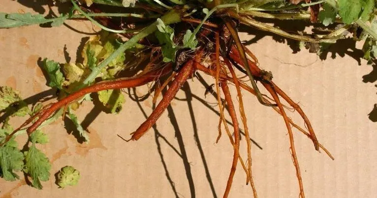 roots of chelidonium majus