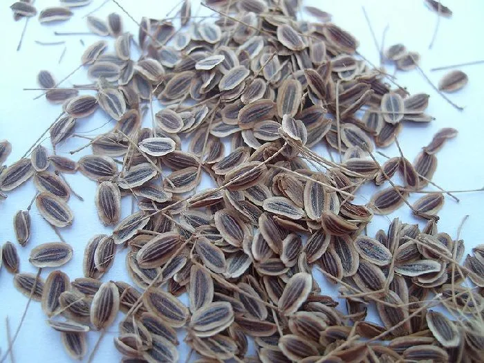 seeds of Anethum graveolens or dill