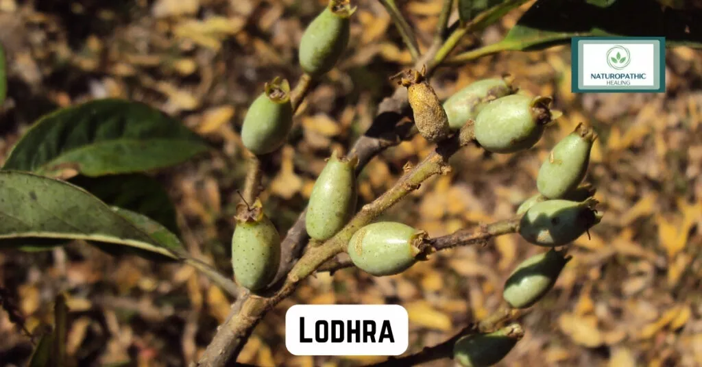 lodhra for balancing hormones