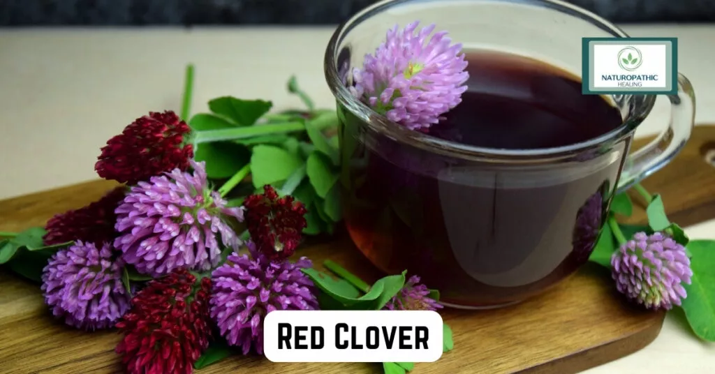 red clover for balancing hormones
