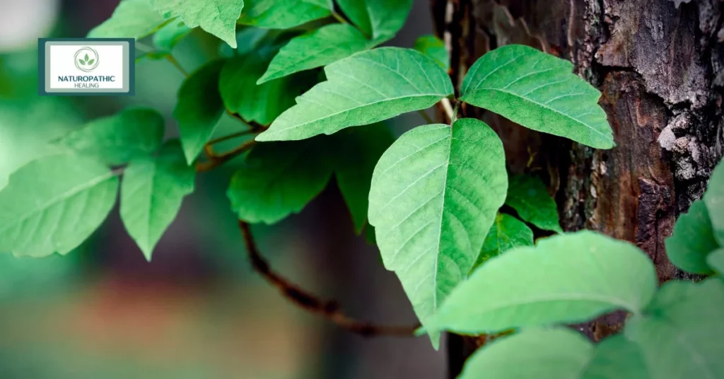 essential oils for poison ivy natures remedy for a common skin irritant